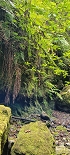 Plants: image 25 Of 208 Thumb